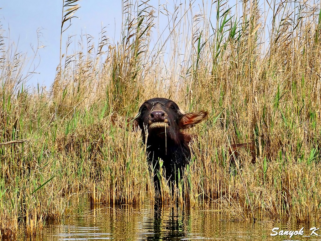 115 Chabaish Marshes Madan Water buffalo Чибайиш Болота Маданы Водяные буйволы