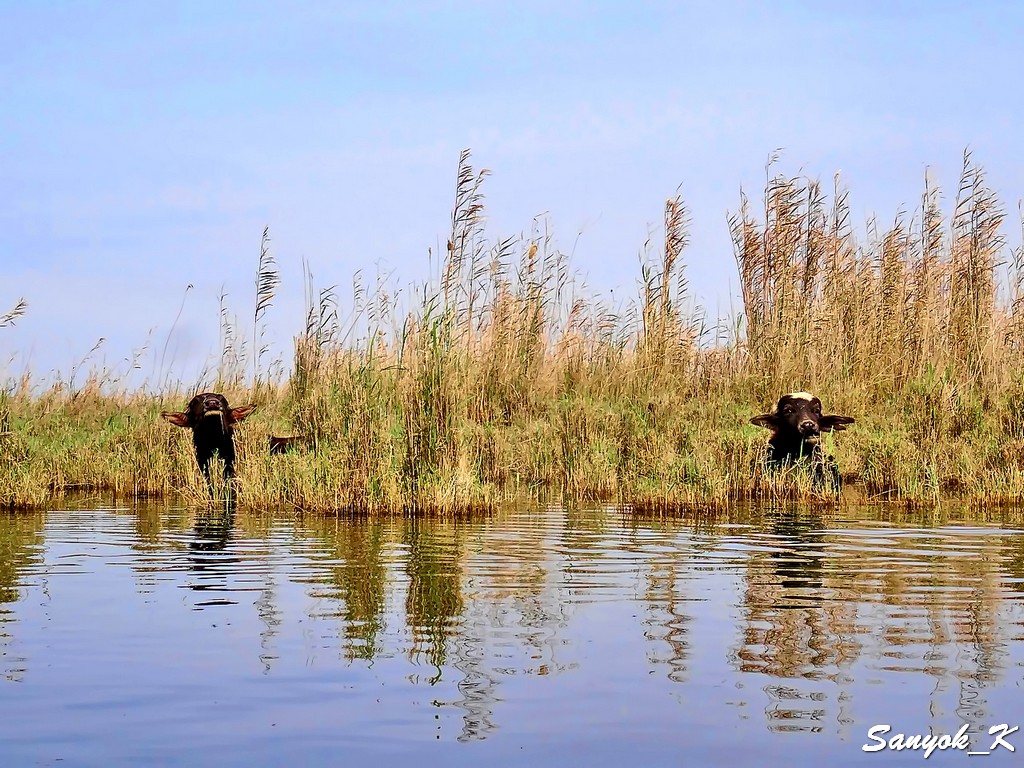 116 Chabaish Marshes Madan Water buffalo Чибайиш Болота Маданы Водяные буйволы