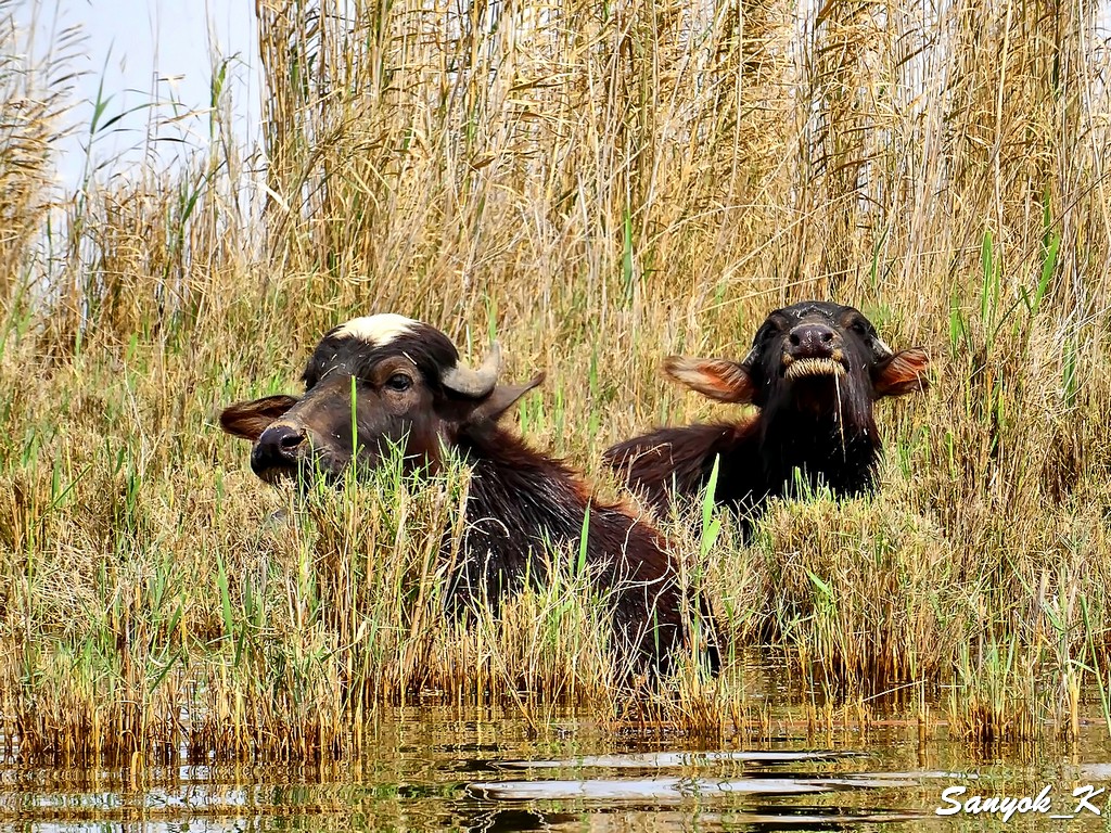 117 Chabaish Marshes Madan Water buffalo Чибайиш Болота Маданы Водяные буйволы
