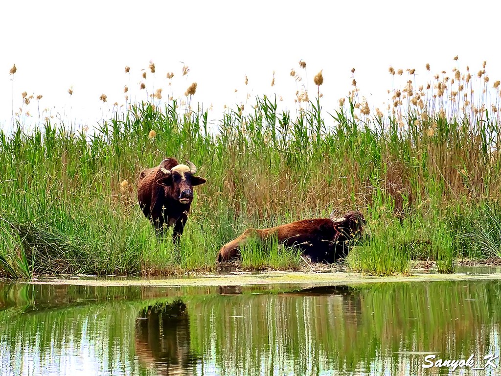 119 Chabaish Marshes Madan Water buffalo Чибайиш Болота Маданы Водяные буйволы