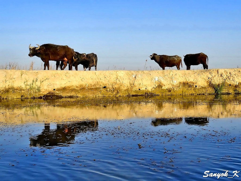 123 Chabaish Marshes Madan Water buffalo Чибайиш Болота Маданы Водяные буйволы
