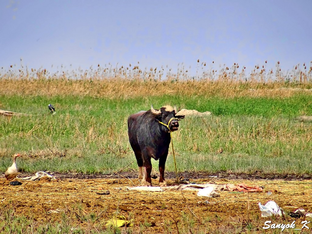 132 Chabaish Marshes Madan Water buffalo Чибайиш Болота Маданы Водяные буйволы