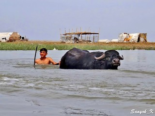 137 Chabaish Marshes Madan Water buffalo Чибайиш Болота Маданы Водяные буйволы